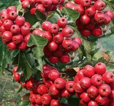 Edible Hawthorn Fruit Tree in