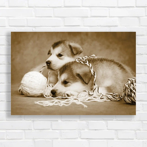 Cute malamute puppies rest - cute,