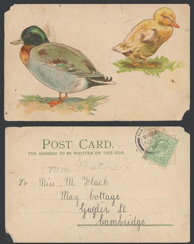 Male mallard drake - mallard, duck