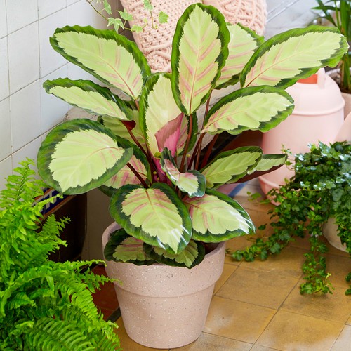 Stunning 40cm calathea - stunning, 30-40cm