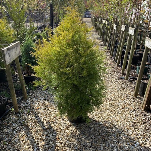 Thuja rheingold ft - rheingold,