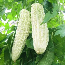 vegetable Seed white bitter