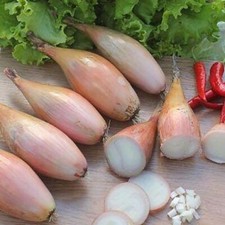 Shallot Zebrune Onion Seeds Organic x 100 Seeds