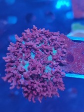 st Thomas mashrooms head soft coral marine WYSIWYG 