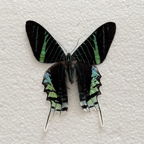 Entomology urania leilus moth - urania,