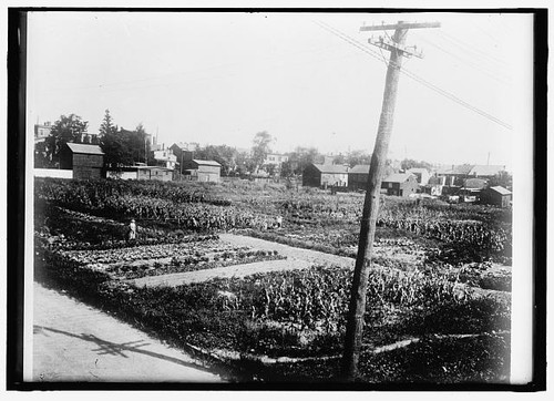 Photo 1918 war gardens - photo:1918,
