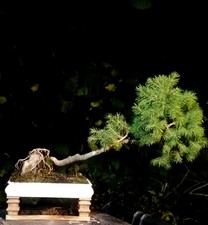spruce bonsai tree. Root over