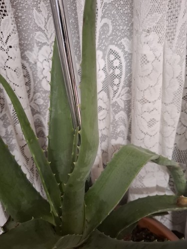 Hand cut fresh aloe - hand, stem