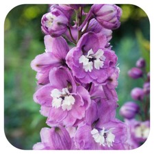 Delphinium Magic Fountains Cherry Blossom/White Bee x 6  Plug Plants 