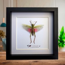 Framed citrus locust: ethically sourced nature art (8x8)