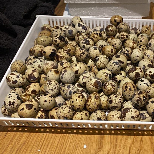 Mixed quail hatching eggs - mixed,