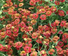 Helenium 'Salsa'9cm pots,large plants, compact, dark red summer -Lot of 3 plants