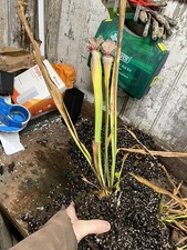 Sarracenia SxM54 CA moorei