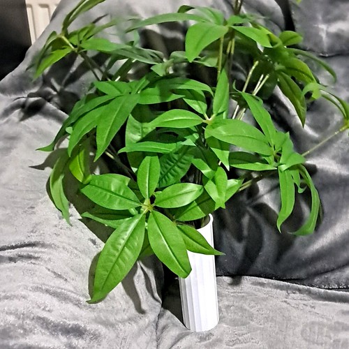 Money tree indoor - money,
