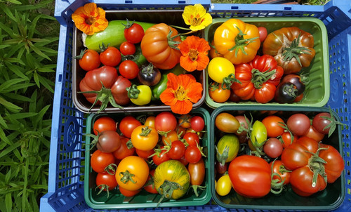 Eight packs tomato - packs,