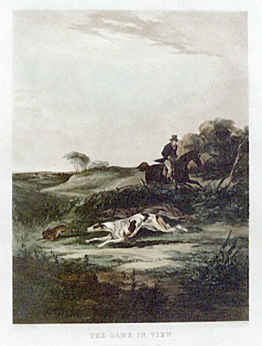 Greyhound early coursing - greyhound,