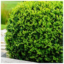 15 Common Box/Buxus
