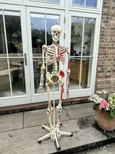 180cm Skeleton Anatomical Model - Muscles points & Tendons (medical grade)