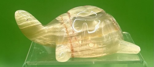 Onyx turtle tortoise - onyx,