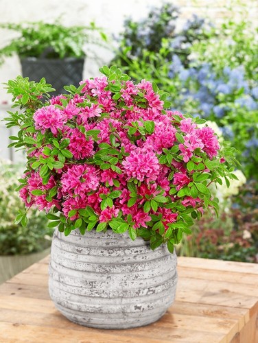 Dwarf evergreen azalea shrubs - azalea,