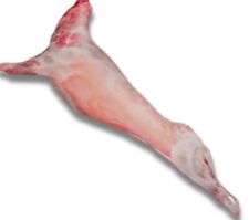 HALAL Plump WHOLE LAMB  HEALTHY LEAN MEAT 