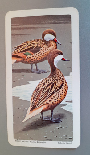 Brooke bond canada - brooke,