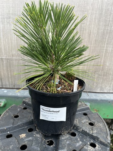 Japanese black pine - japanese,