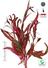 Alternanthera rosaefolia - 6,
