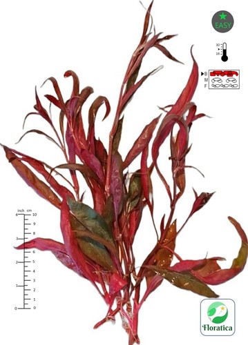 Alternanthera rosaefolia - 6,