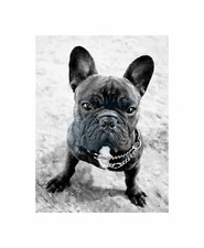 French Bulldog Dog Puppy Black White Photo Art Picture Canvas Print