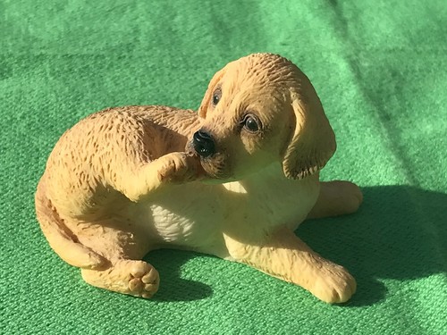 Labrador retriever pup - labrador/retriever,