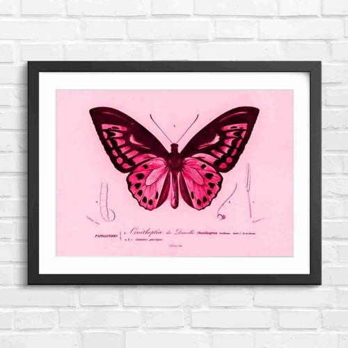 Ornithoptera butterfly - ornithoptera,