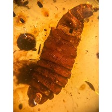 UNKNOWN PUPAE pupa in Burmese / Burmite amber fossil / 100% genuine amber