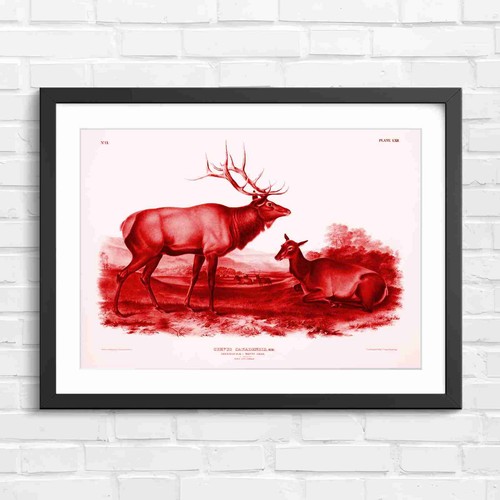 Classic american elk and hind - american,