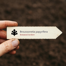 Broussonetia papyrifera |