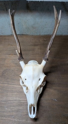 Sika deer young stag - deer,,