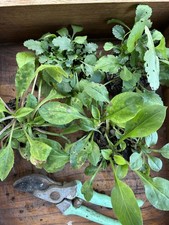 2 x ex9cm pot bare root Red Campion hardy perennial and 2 x ex9cm oxeye daisy 