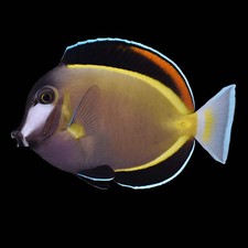 Powder Brown Tang Live