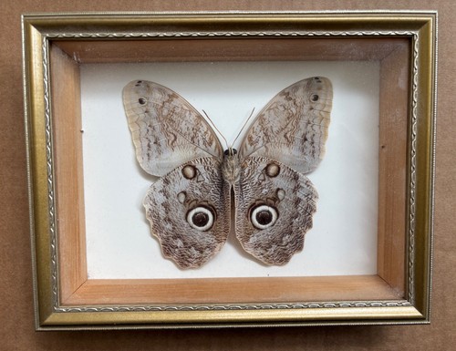 Vintage framed giant - framed,