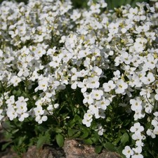 Arabis Caucasica Snowcap White