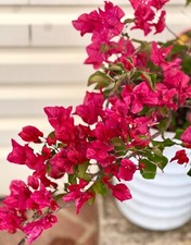 AU STOCK BOUGAINVILLEA 'RED