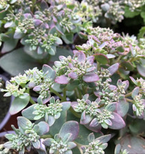 Sedum Yellow delicat,  1 x1L