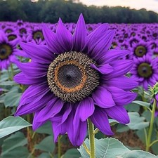 50pcs ‘Violet Majesty’