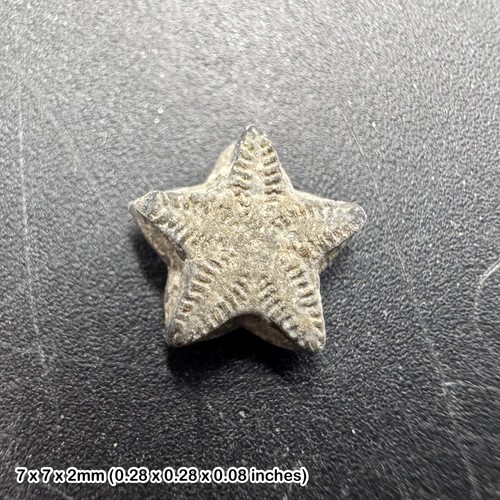 Crinoid star fossil tidmoor - star,