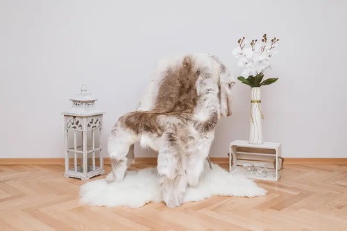 Scandinavian real reindeer - scandinavian,