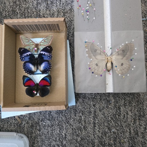 Dried collection moths - collection, and