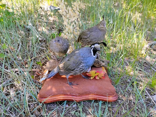 Western quail trio - trio:, 2