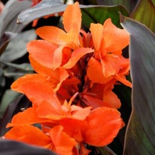 Canna cannova duo - -, exotic