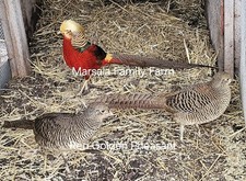 PRESALE-2 Red Golden Pheasant