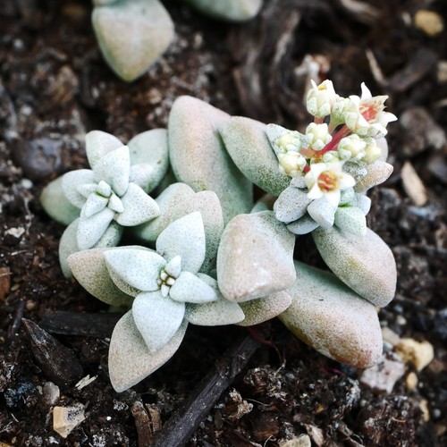 Crassula deltoidea 3cm 3 - deltoidea,